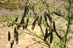 Rare Finger Citrons: Discover the Exotic Fruit Trending at $120 Per Kilogram - image 0