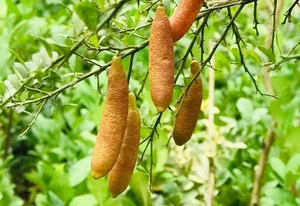 Rare Finger Citrons: Discover the Exotic Fruit Trending at $120 Per Kilogram - image 4