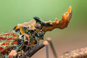 Bizarre Dragon-Headed Cicada - A Living Mythical Creature & Lucky Amulet - image 0