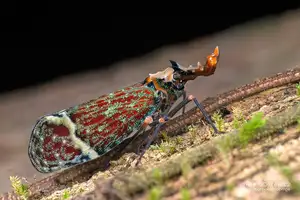 Bizarre Dragon-Headed Cicada - A Living Mythical Creature & Lucky Amulet - image 3