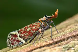 Bizarre Dragon-Headed Cicada - A Living Mythical Creature & Lucky Amulet - image 6