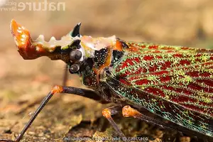 Bizarre Dragon-Headed Cicada - A Living Mythical Creature & Lucky Amulet - image 5