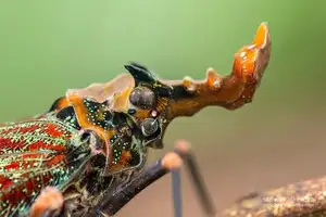 Bizarre Dragon-Headed Cicada - A Living Mythical Creature & Lucky Amulet - image 2