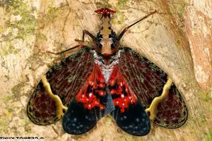 Bizarre Dragon-Headed Cicada - A Living Mythical Creature & Lucky Amulet - image 1