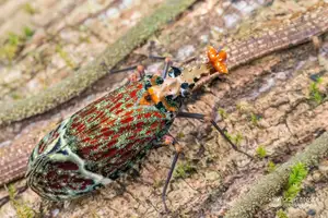 Bizarre Dragon-Headed Cicada - A Living Mythical Creature & Lucky Amulet - image 4