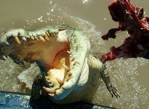 Terrifying Encounter: Man Attacked by Wild Beast During Prayer - image 1