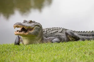 Terrifying Encounter: Man Attacked by Wild Beast During Prayer - image 3