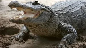 Terrifying Encounter: Man Attacked by Wild Beast During Prayer - image 5