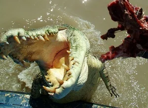 Terrifying Encounter: Man Attacked by Wild Beast During Prayer - image 10