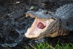 Terrifying Encounter: Man Attacked by Wild Beast During Prayer - image 8