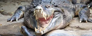 Terrifying Encounter: Man Attacked by Wild Beast During Prayer - image 9