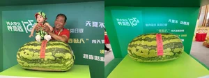 The 100kg Giant Watermelon from China: A Remarkable Feat of Agriculture and Horticulture That Surprised the World - image 2