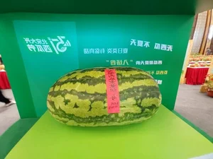 The 100kg Giant Watermelon from China: A Remarkable Feat of Agriculture and Horticulture That Surprised the World - image 0