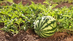 The 100kg Giant Watermelon from China: A Remarkable Feat of Agriculture and Horticulture That Surprised the World - image 3