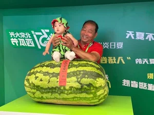 The 100kg Giant Watermelon from China: A Remarkable Feat of Agriculture and Horticulture That Surprised the World - image 5