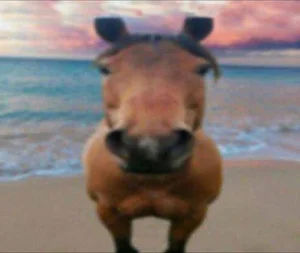 Hilarious and Unique Selfies Captured with Animals Worldwide - image 5
