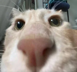 Hilarious and Unique Selfies Captured with Animals Worldwide - image 6