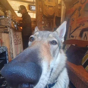 Hilarious and Unique Selfies Captured with Animals Worldwide - image 9