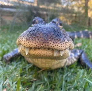 Hilarious and Unique Selfies Captured with Animals Worldwide - image 0