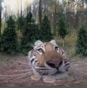 Hilarious and Unique Selfies Captured with Animals Worldwide - image 8