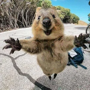 Hilarious and Unique Selfies Captured with Animals Worldwide - image 3