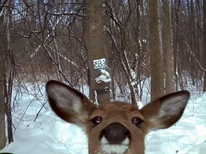 Hilarious and Unique Selfies Captured with Animals Worldwide - image 10
