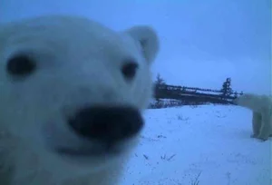 Hilarious and Unique Selfies Captured with Animals Worldwide - image 2