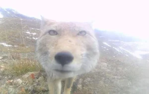 Hilarious and Unique Selfies Captured with Animals Worldwide - image 7