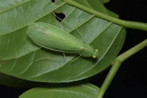 Discover the Top 20 Most Unique Praying Mantis Species Found in Vietnam - image 16