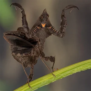 Discover the Top 20 Most Unique Praying Mantis Species Found in Vietnam - image 17