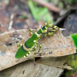 Discover the Top 20 Most Unique Praying Mantis Species Found in Vietnam - image 5
