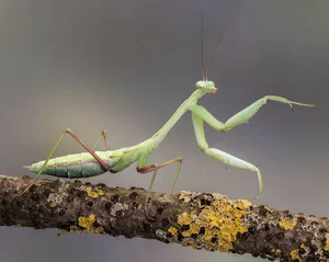 Discover the Top 20 Most Unique Praying Mantis Species Found in Vietnam - image 18