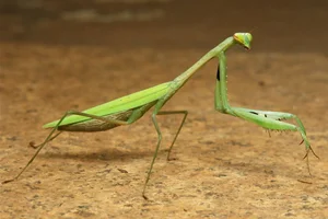 Discover the Top 20 Most Unique Praying Mantis Species Found in Vietnam - image 0