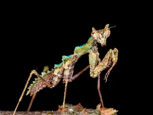 Discover the Top 20 Most Unique Praying Mantis Species Found in Vietnam - image 6