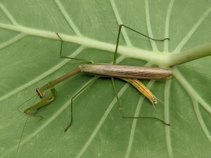 Discover the Top 20 Most Unique Praying Mantis Species Found in Vietnam - image 8