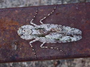 Discover the Top 20 Most Unique Praying Mantis Species Found in Vietnam - image 1