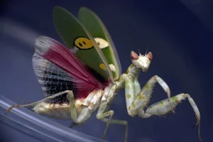 Discover the Top 20 Most Unique Praying Mantis Species Found in Vietnam - image 11