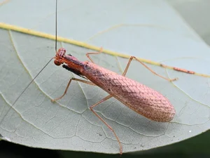 Discover the Top 20 Most Unique Praying Mantis Species Found in Vietnam - image 19