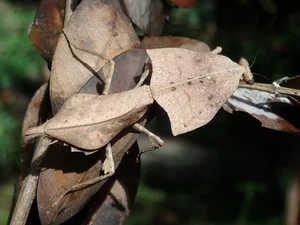 Discover the Top 20 Most Unique Praying Mantis Species Found in Vietnam - image 4
