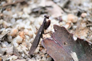 Discover the Top 20 Most Unique Praying Mantis Species Found in Vietnam - image 15