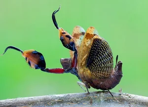 Discover the Top 20 Most Unique Praying Mantis Species Found in Vietnam - image 12