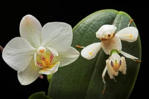 Discover the Top 20 Most Unique Praying Mantis Species Found in Vietnam - image 13