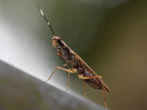 Discover the Top 20 Most Unique Praying Mantis Species Found in Vietnam - image 9