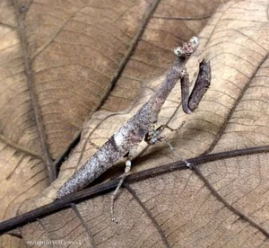 Discover the Top 20 Most Unique Praying Mantis Species Found in Vietnam - image 3