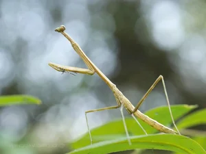 Discover the Top 20 Most Unique Praying Mantis Species Found in Vietnam - image 2
