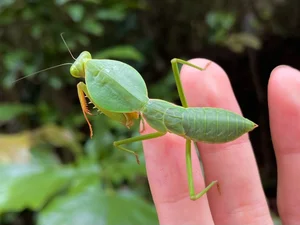 Discover the Top 20 Most Unique Praying Mantis Species Found in Vietnam - image 10
