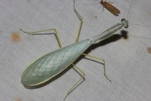 Discover the Top 20 Most Unique Praying Mantis Species Found in Vietnam - image 7