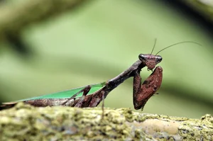 Discover the Top 20 Most Unique Praying Mantis Species Found in Vietnam - image 14