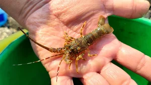 The High-Stakes World of Baby Lobster Diving: A Daily Struggle for Coastal Fishers - image 0