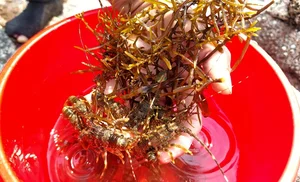 The High-Stakes World of Baby Lobster Diving: A Daily Struggle for Coastal Fishers - image 7